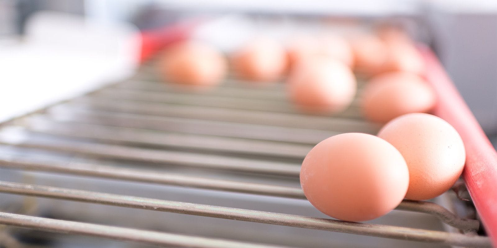 Organic eggs come down a conveyor belt.