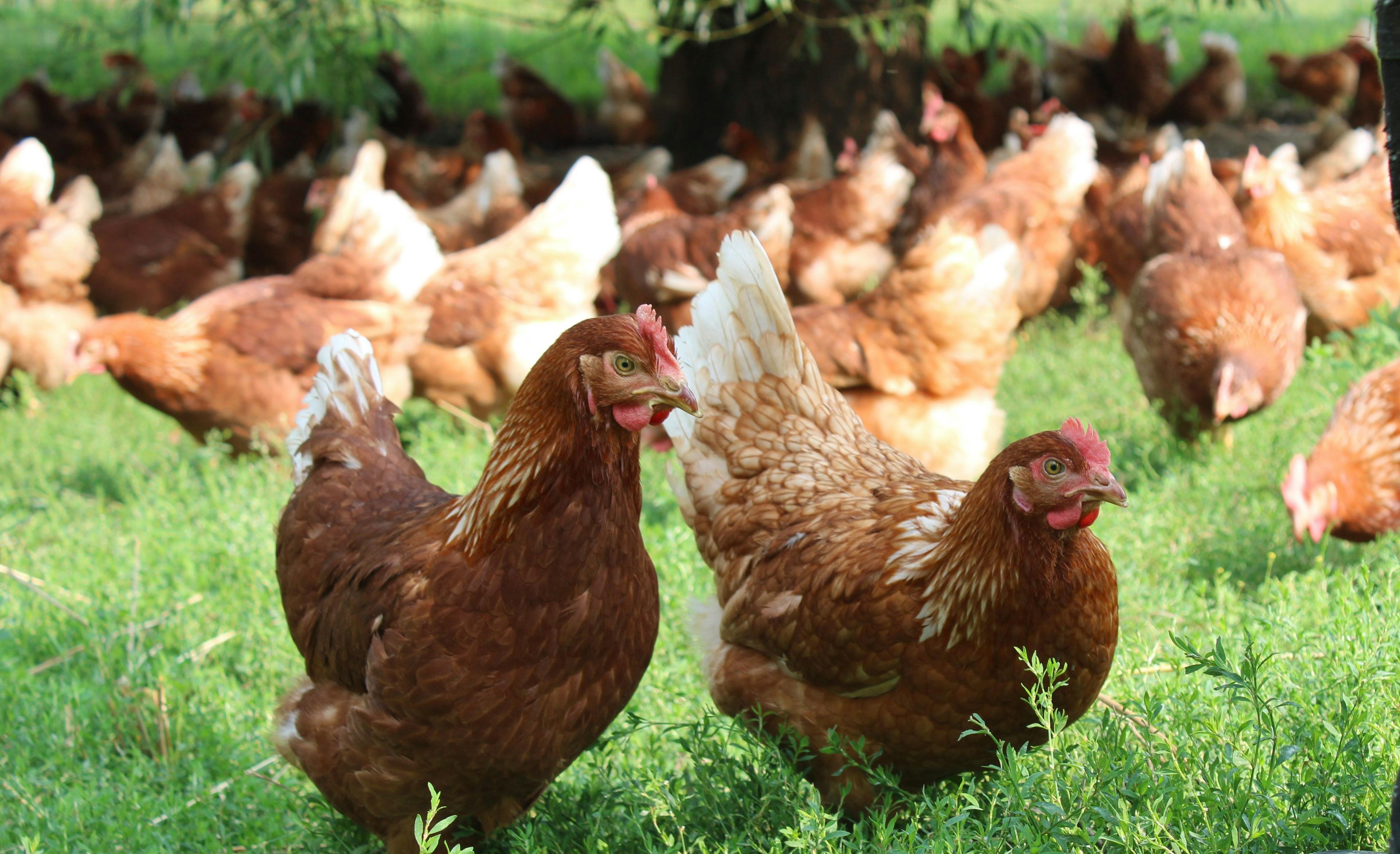 Free-Range Organic Valley Chickens on Glick Farm in Pennsylvania.