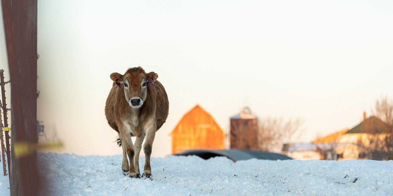 A cow walks a snow-covered field.