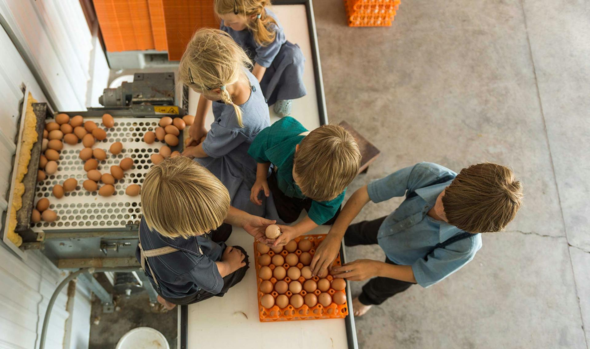 Five children checking organic brown eggs and putting them in large plastic egg cartons.