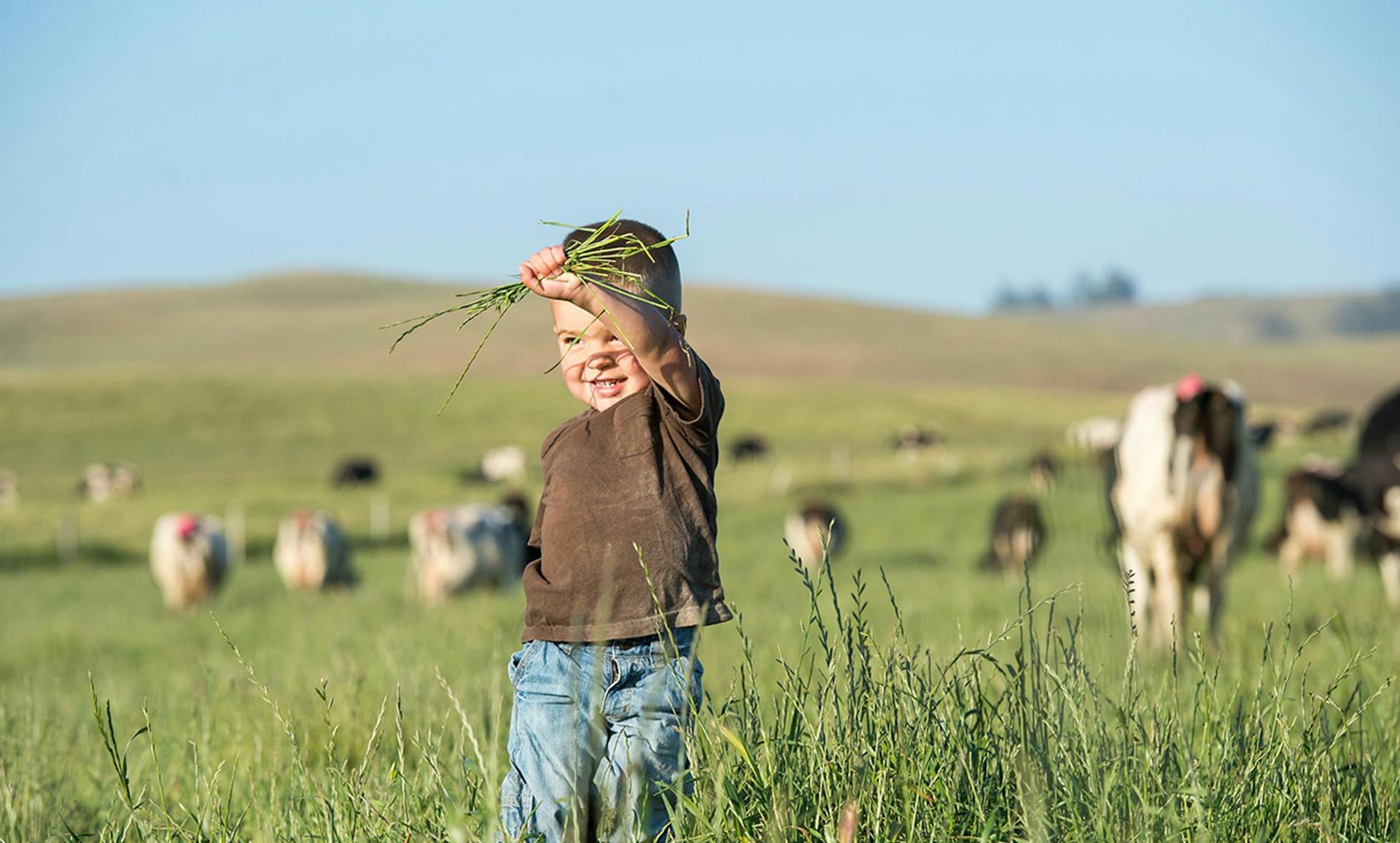 Young boy on a farm holding grass in the air.