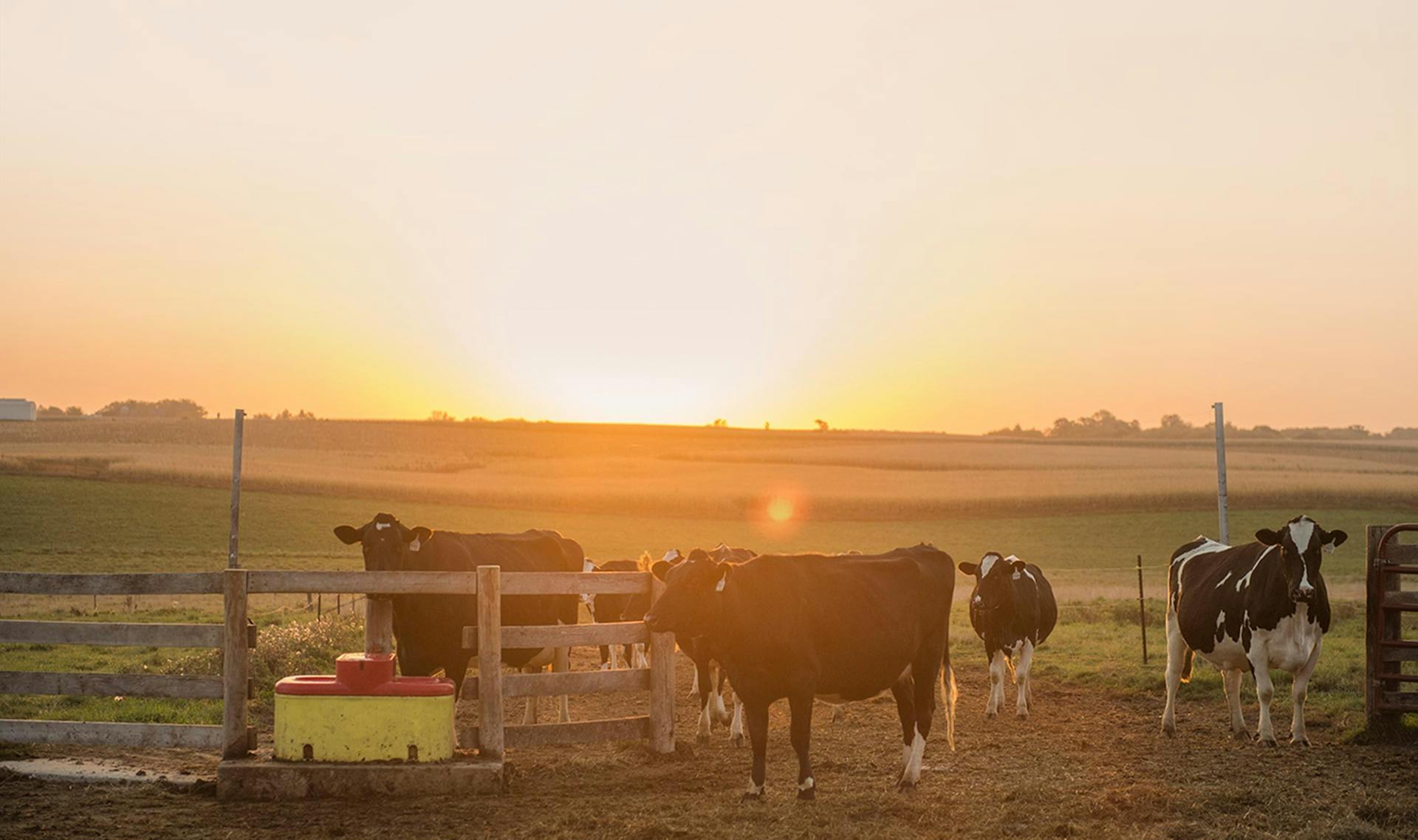 Cows on a farm during sunset.