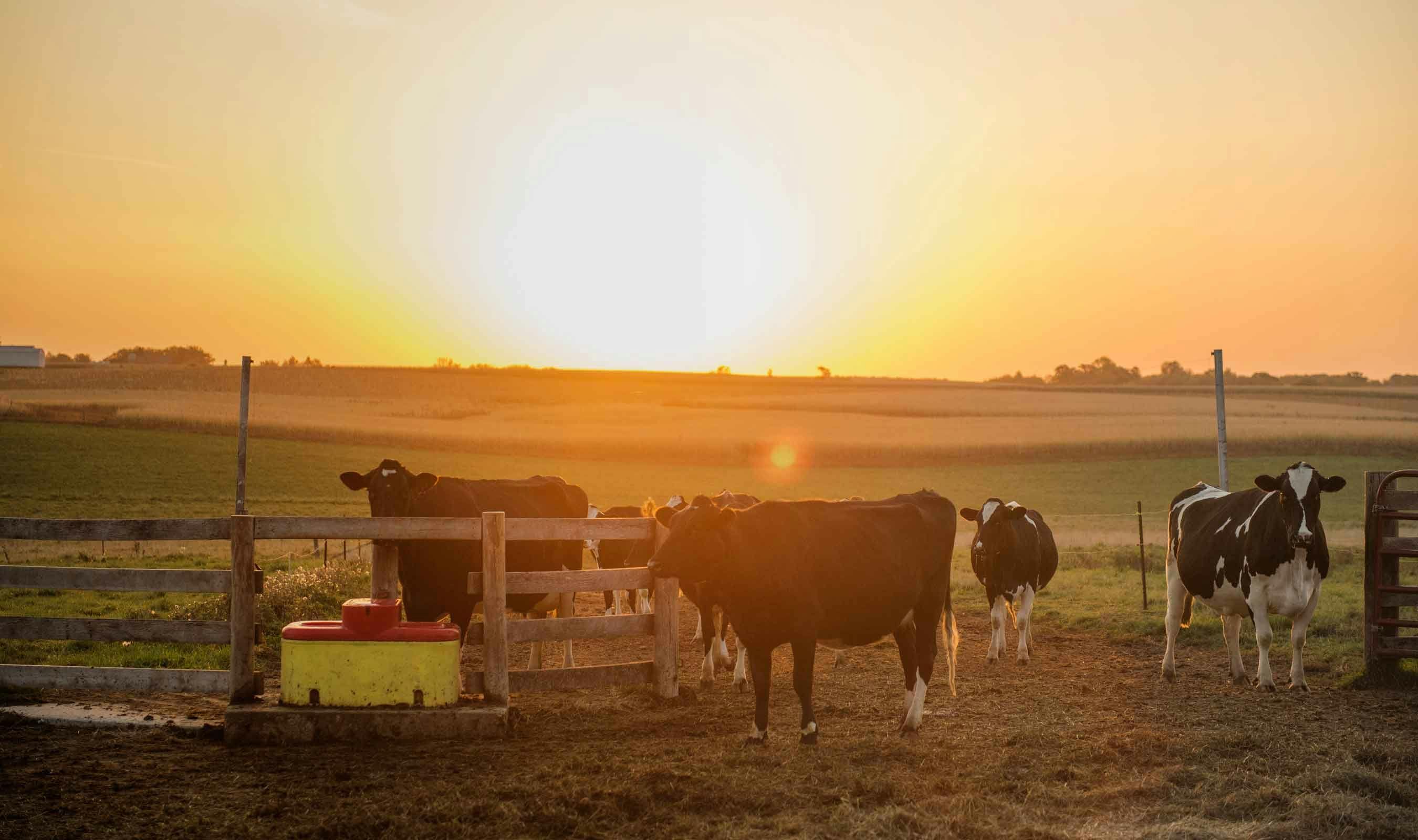 Cows standing in the barnyard with the sunset in the background.