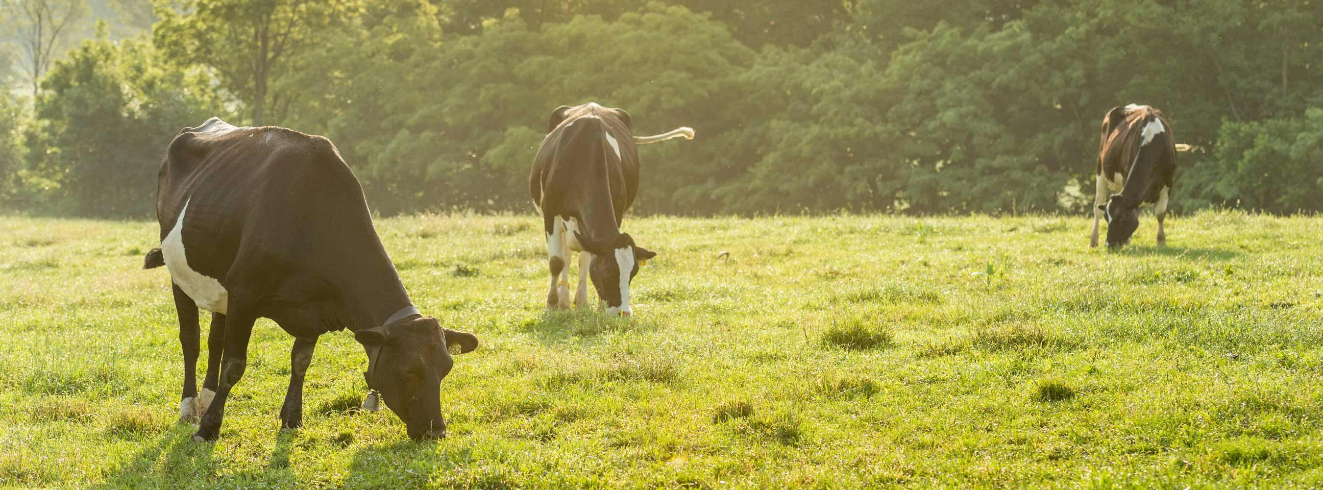 Our organic ghee is solid gold because it comes from organic, pasture-raised cows
