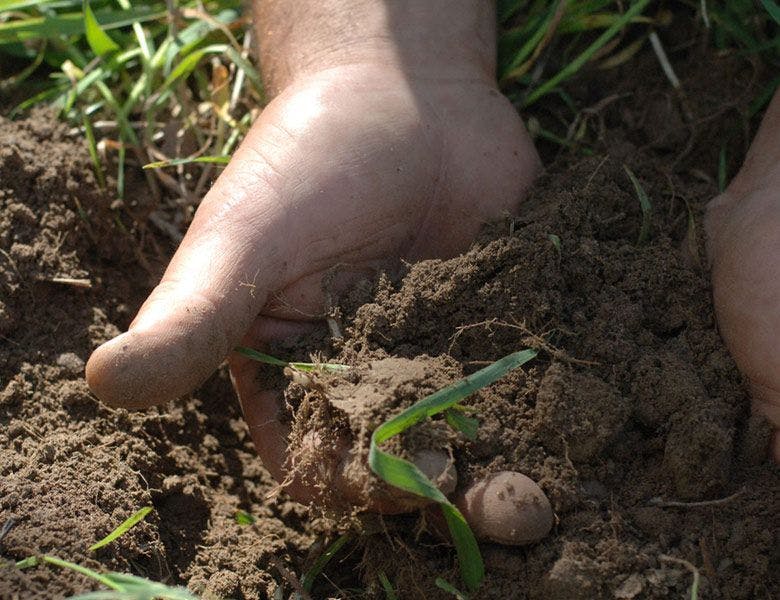 Hand in healthy soil
