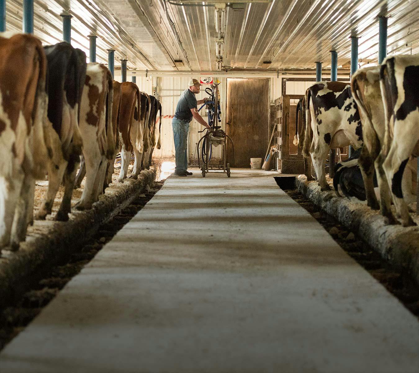 A farmer standing in the barn with his cows during milking time.