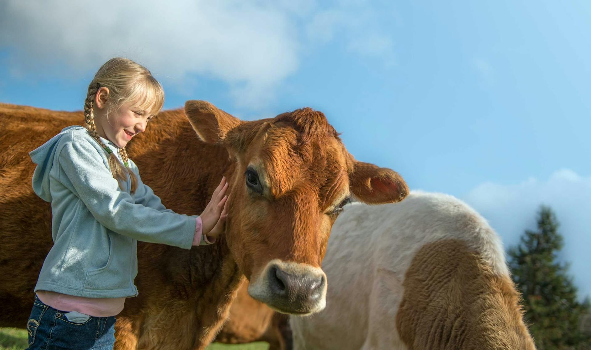 A young girl standing next to two cows in a field while petting one on its cheek.