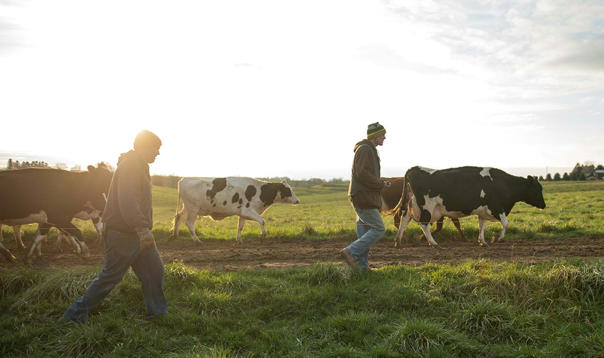Two farmers walking through the field with a herd of cattle.