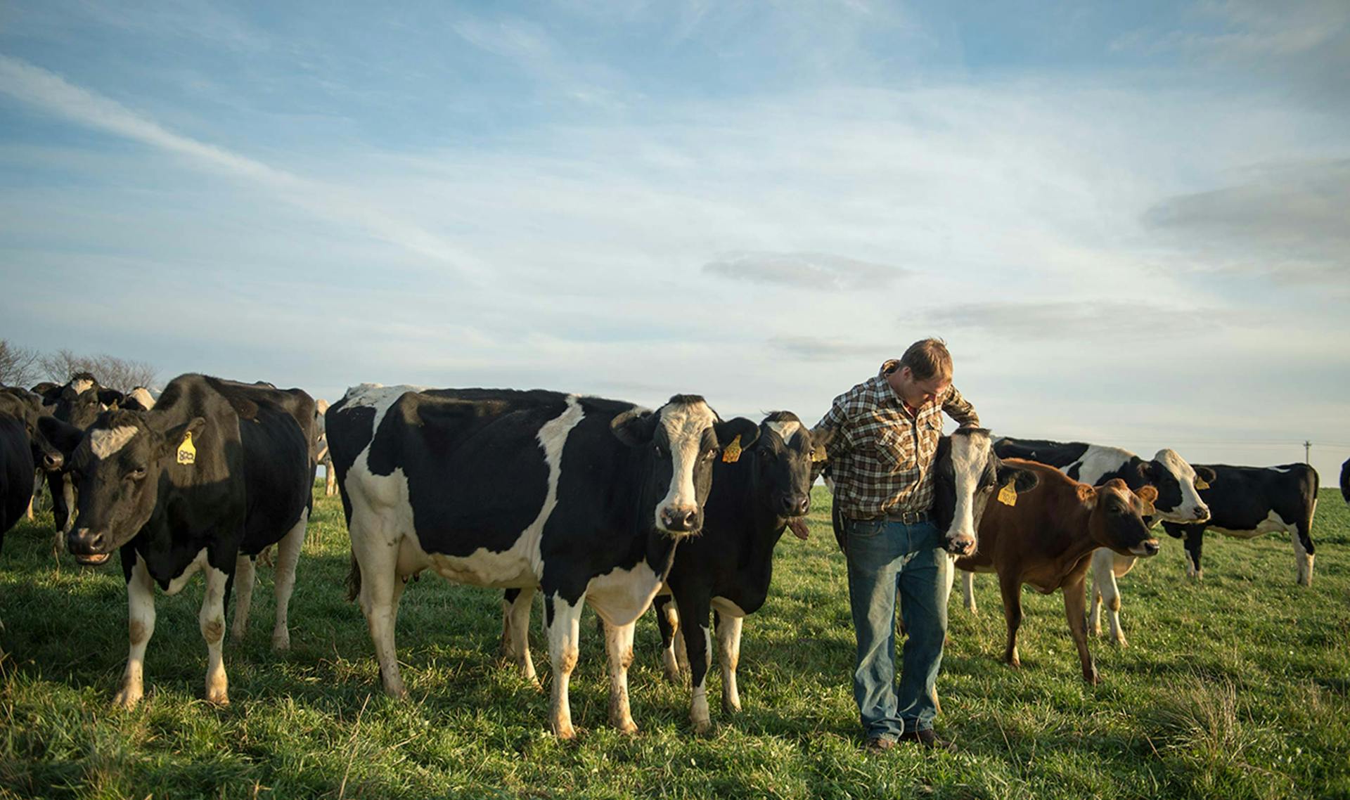 A farmer standing in a herd of cows while embracing one of them.