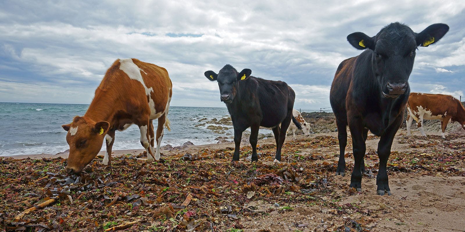Cattle munch on seaweed on a beach.