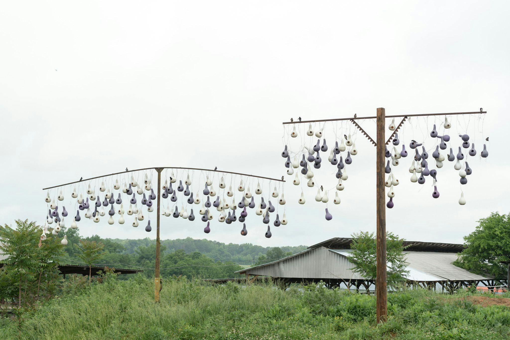 Gourds used for birdhouses on an organic farm.