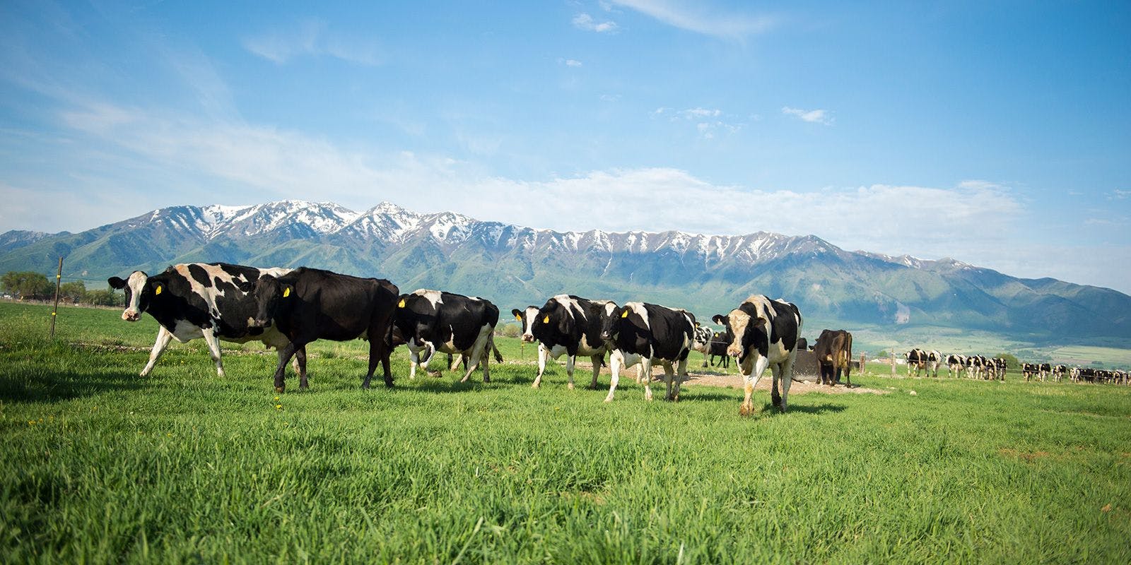 Organic dairy cows graze on a green pasture with mountains in the background on the Wangsgard farm in Utah.