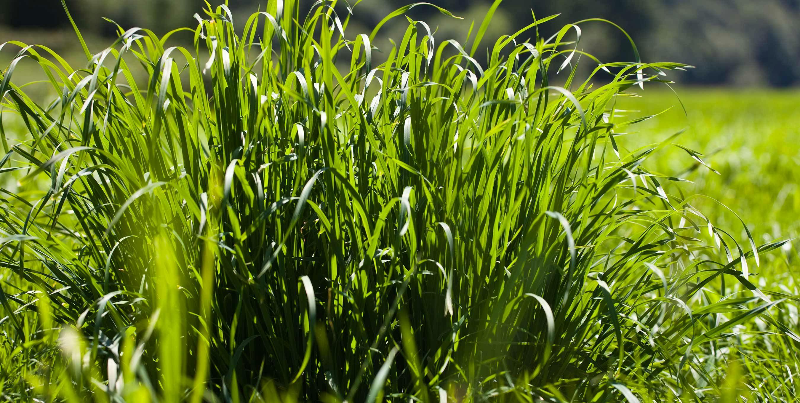 Lush organic grass on the Mahaffy family farm