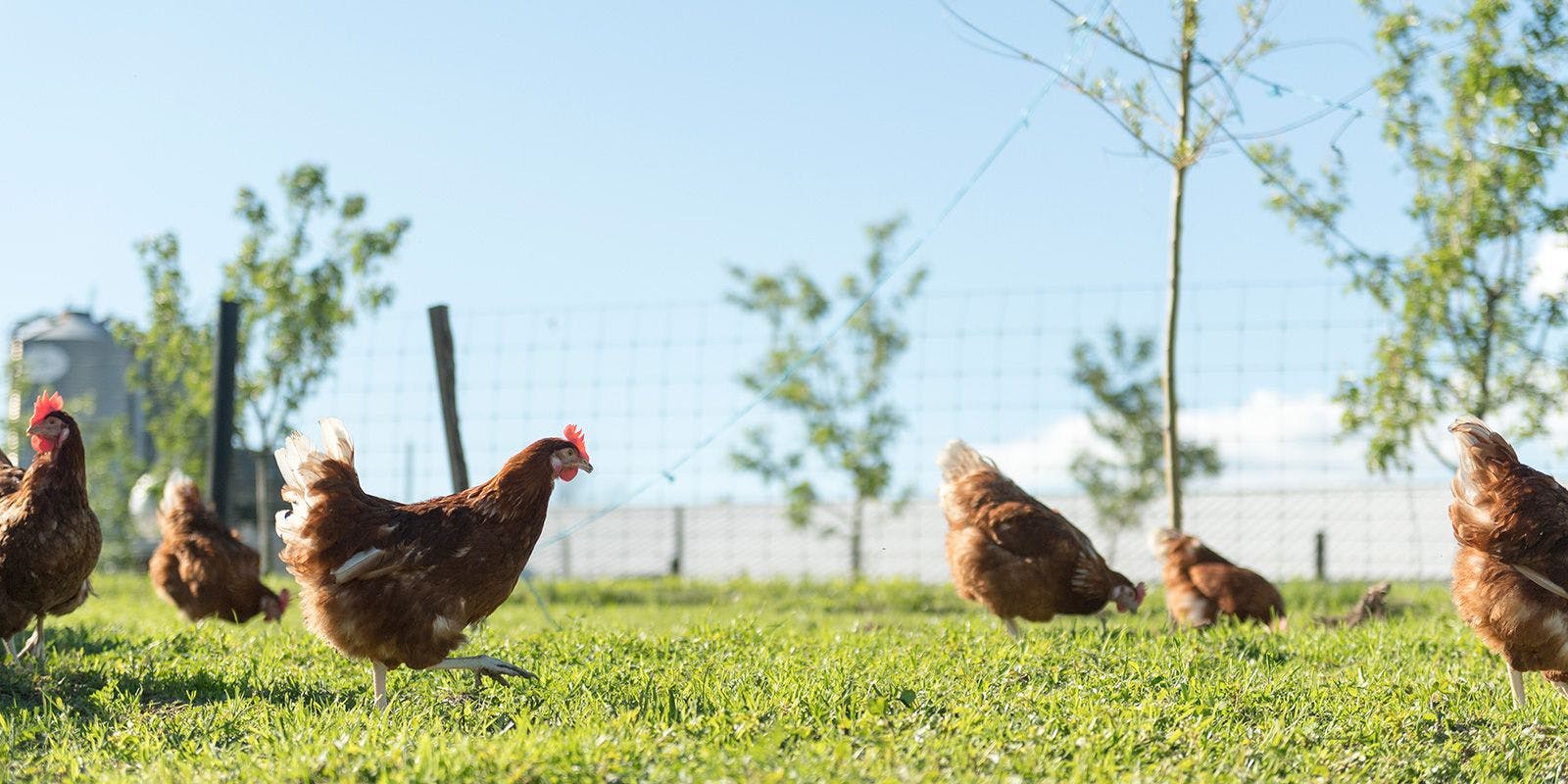 Free-Range Organic Valley Chickens on Glick Farm in Pennsylvania.