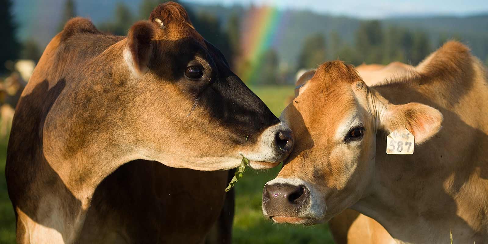 Two tan cows stand with their heads close together and a rainbow in the background.