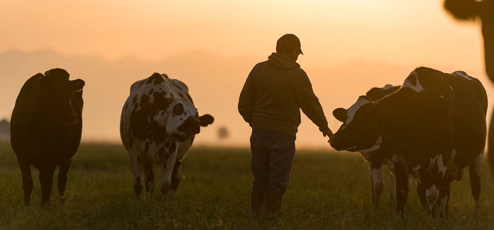 Organic Valley farmer showing some love to his cows in field at dusk.