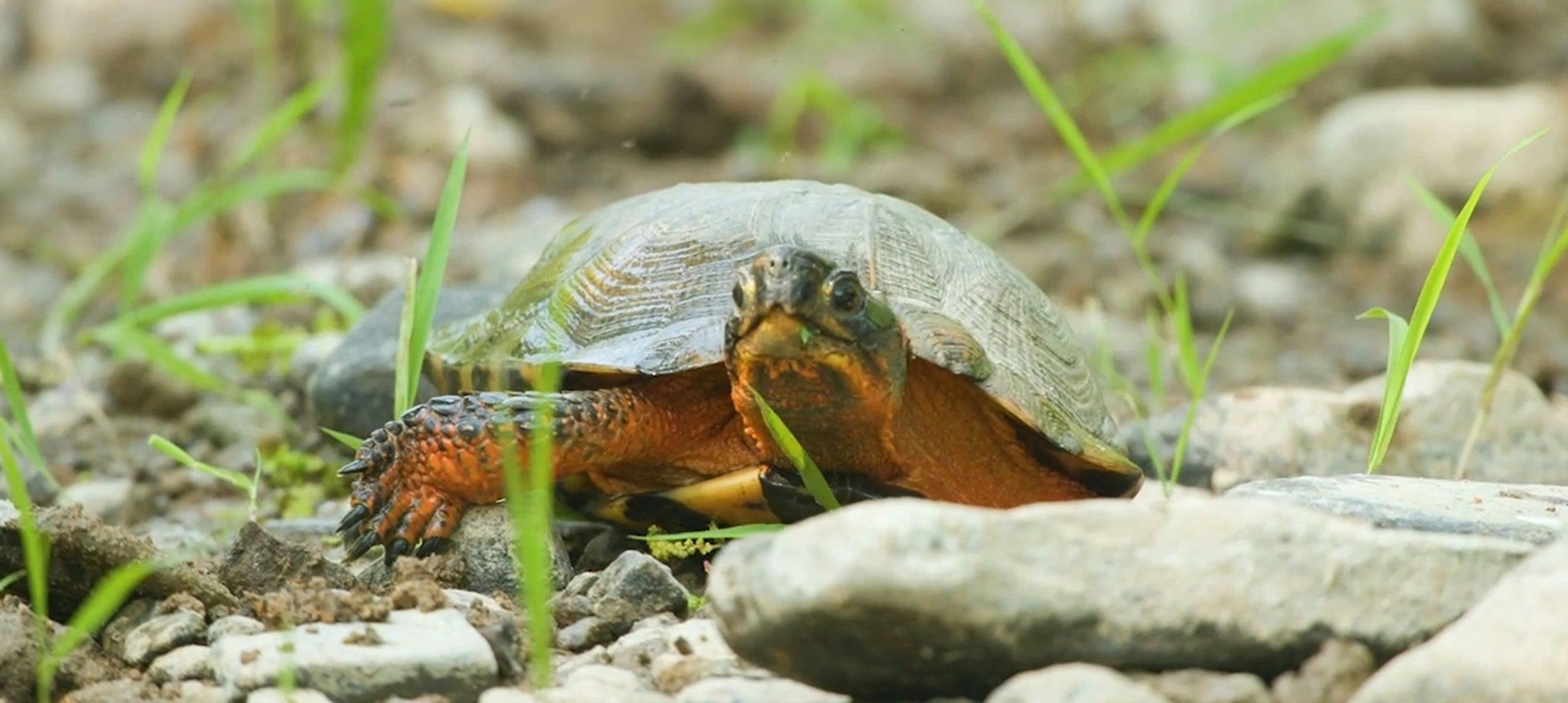 The endangered North American Wood Turtle.