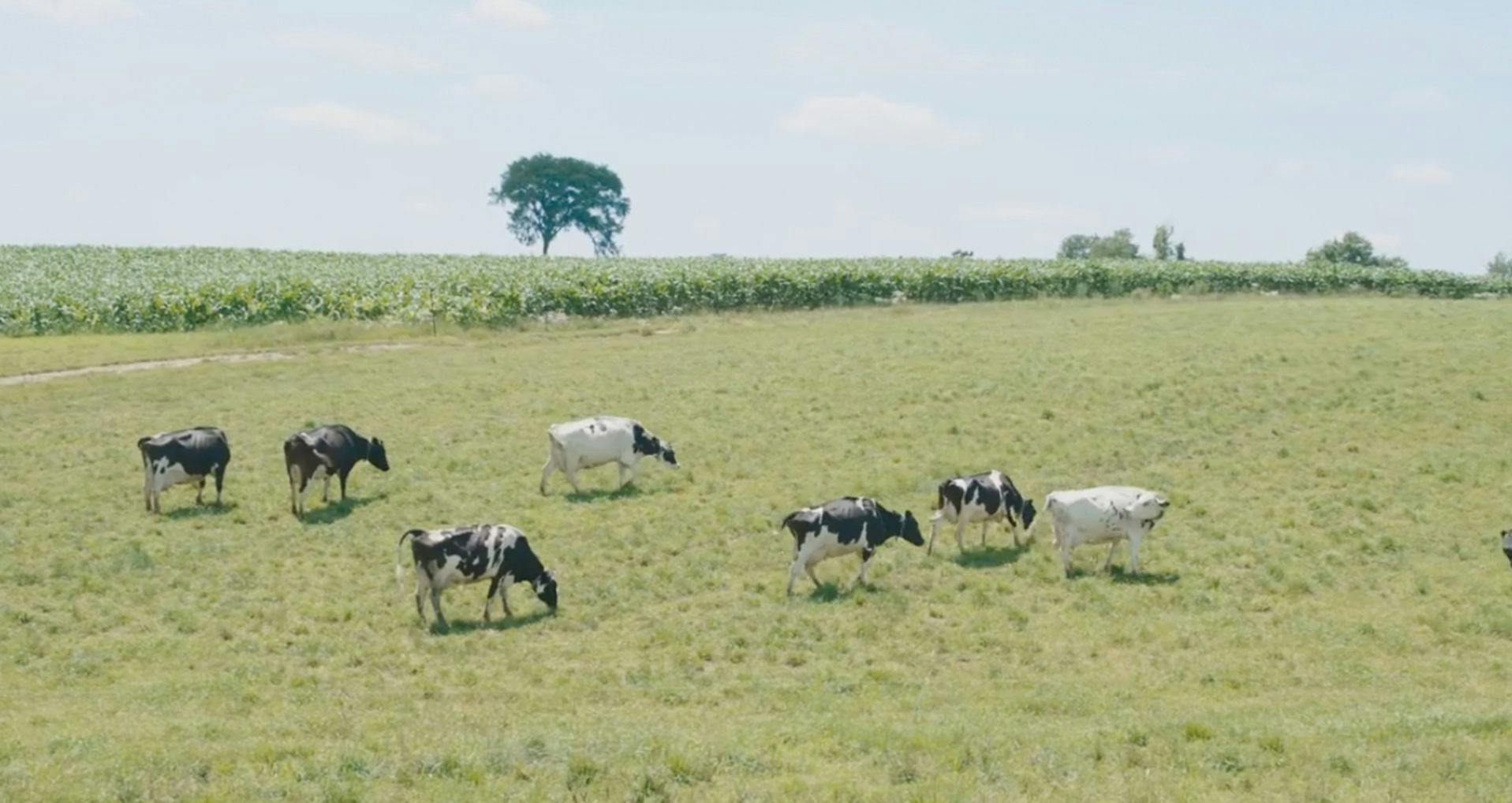 Cows grazing on an Organic Valley family farm