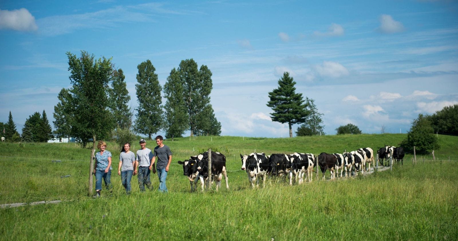 Organic Valley farmers, the Choiniere family, walk with their cows.