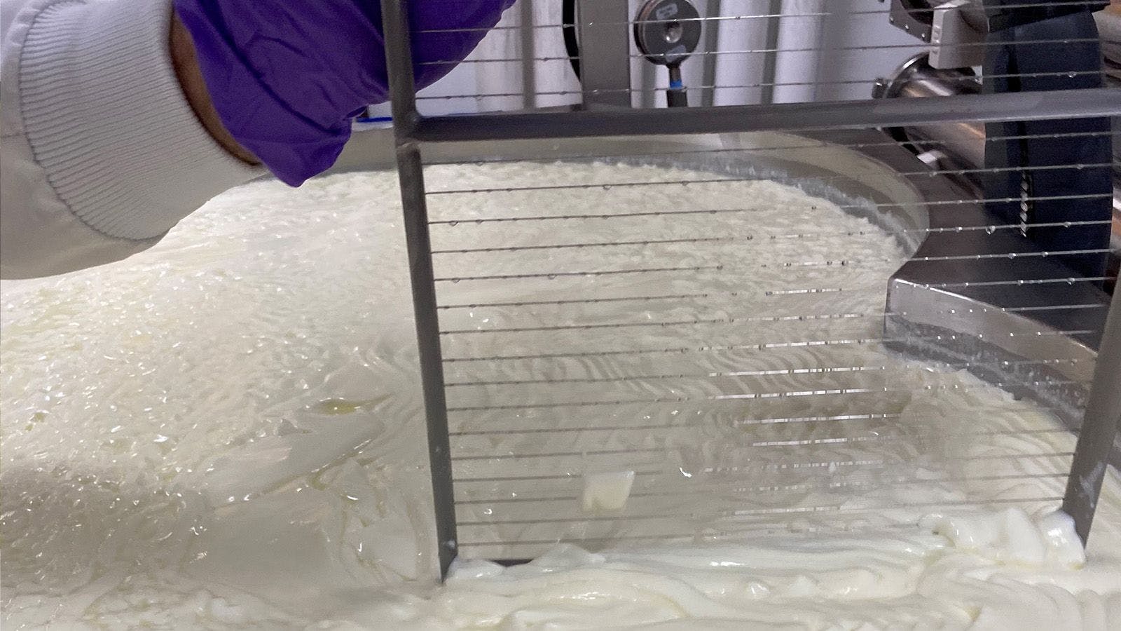 A cheesemaker cuts the vat using screens that create a grid pattern
