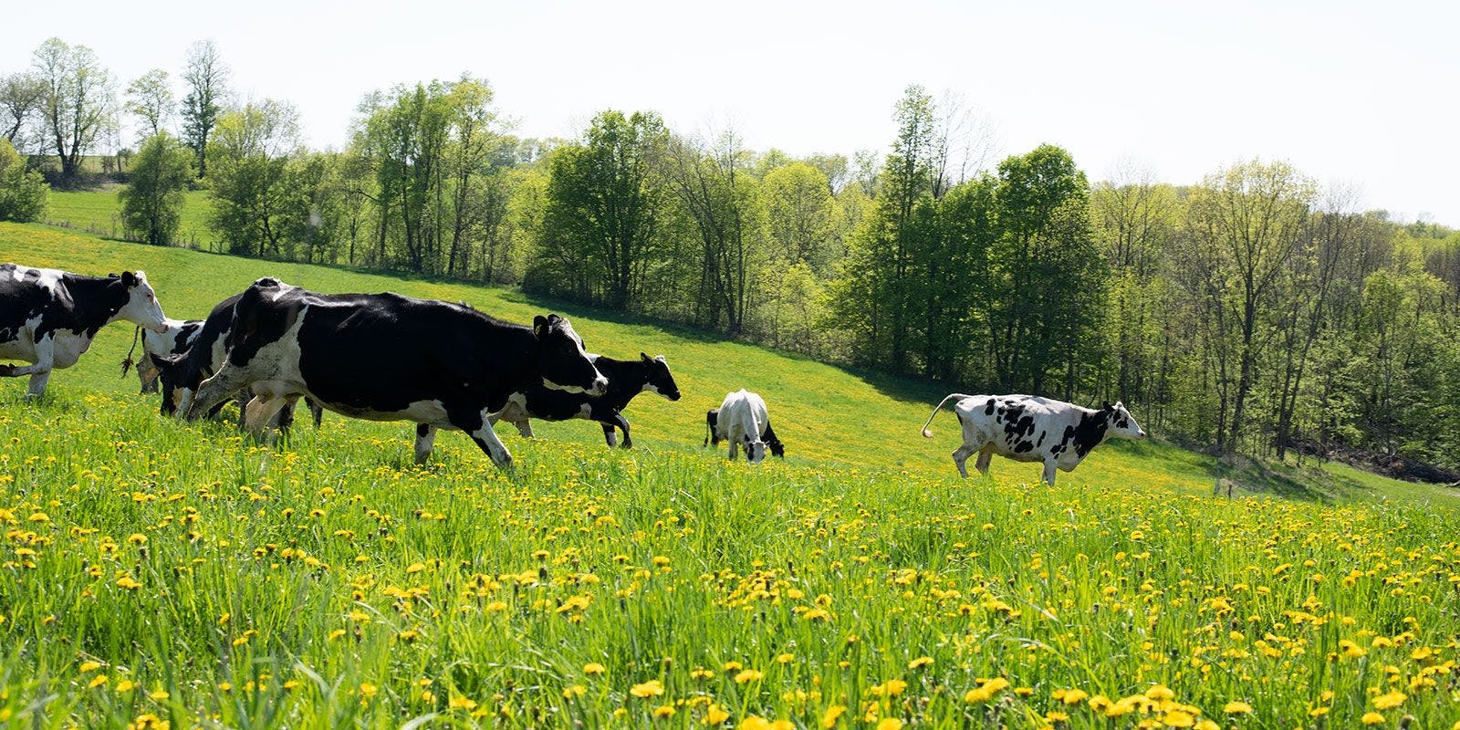 Happy cows prance through a green pasture speckled with yellow flowers.