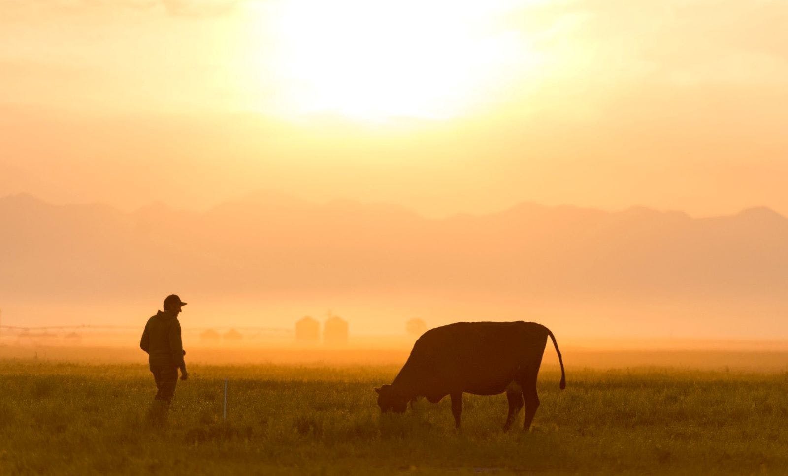 Cows and a farmer as the sun sets.