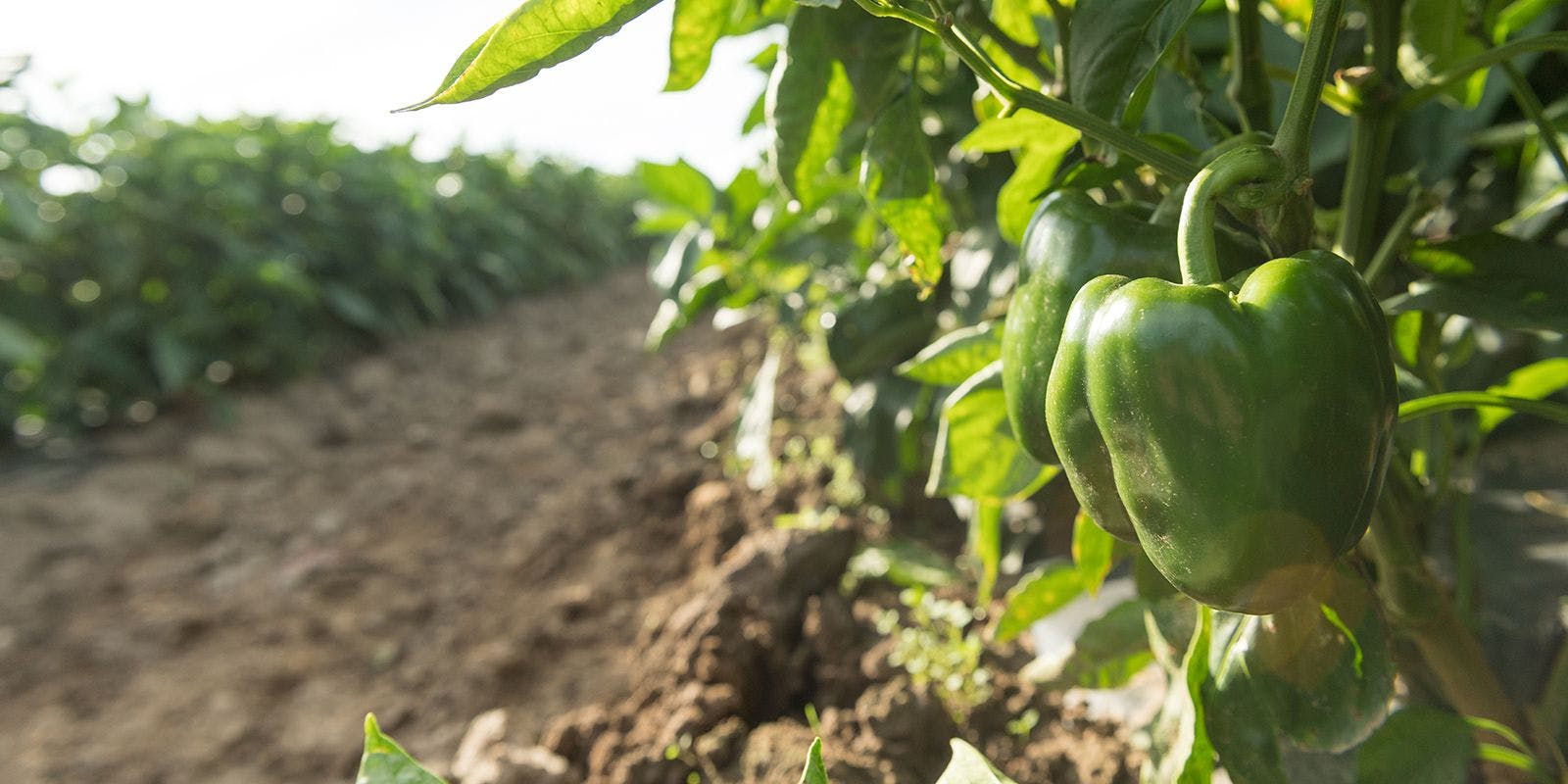 Sun-kissed green bell peppers on Reuben Miller’s Organic Valley produce farm in Wisconsin.