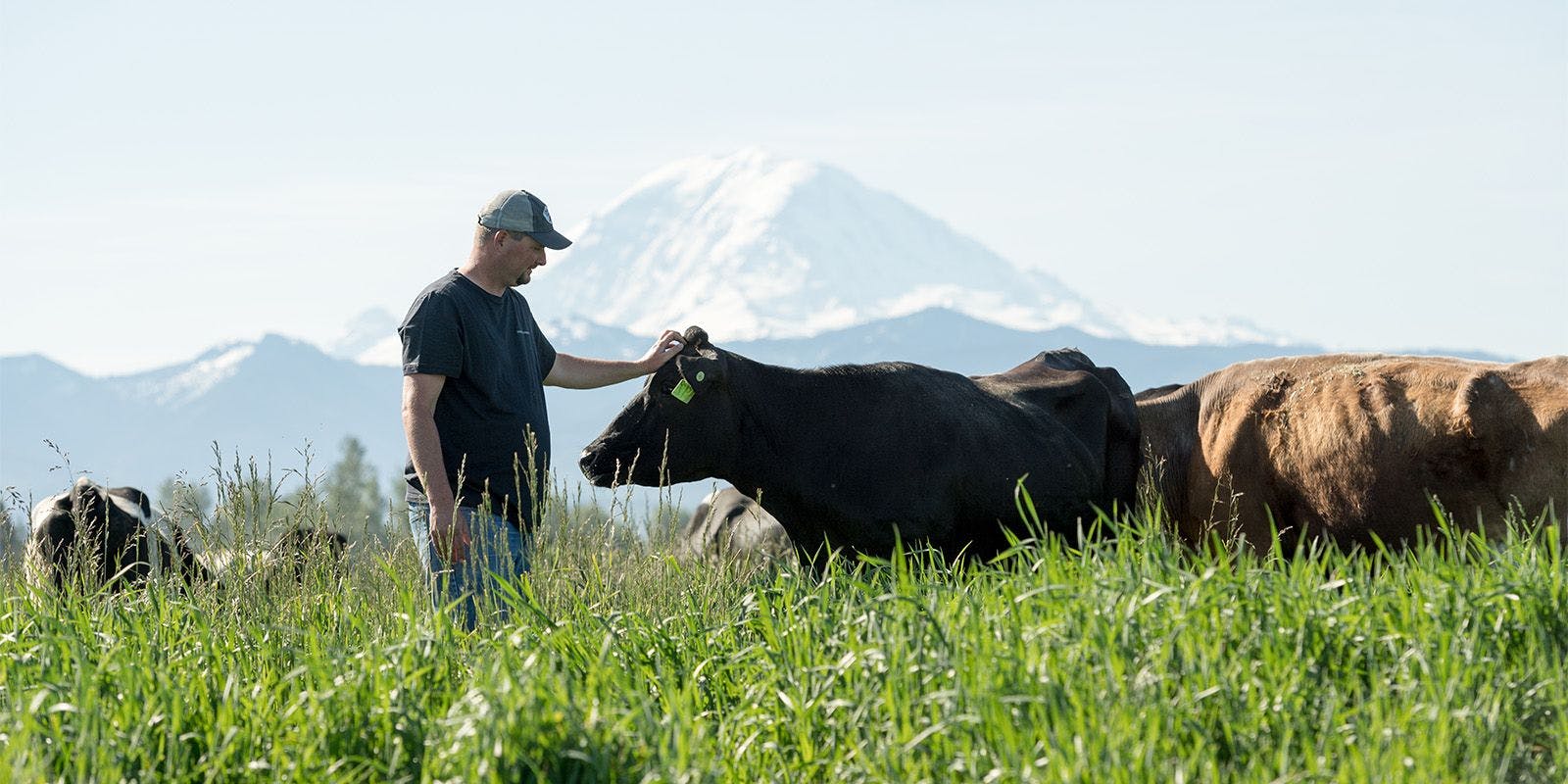 A farmer pets a cow as other cows graze nearby on the DeGroot family farm in Washington.
