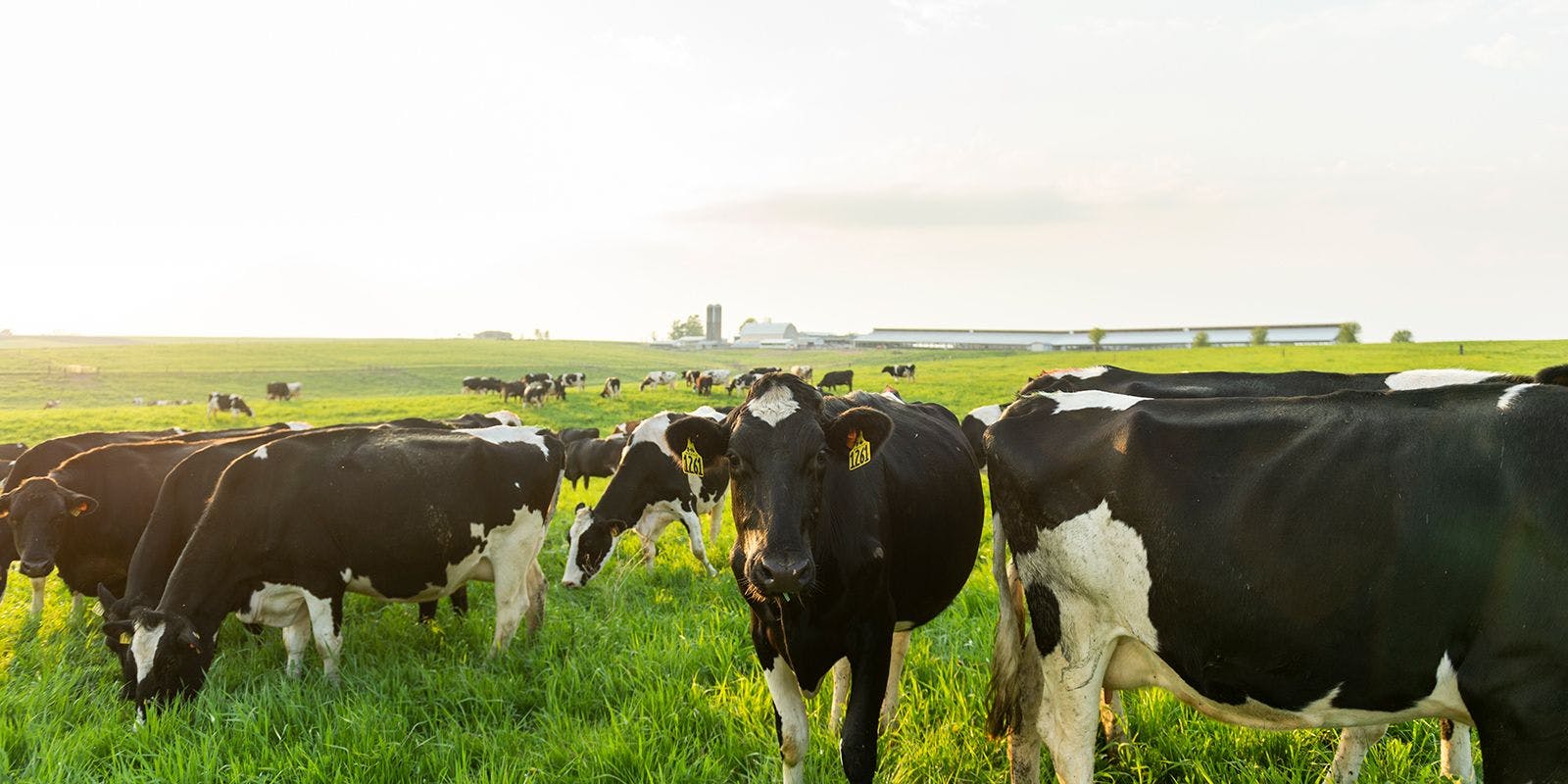 A herd of black and white Holsteins graze a huge green pasture.