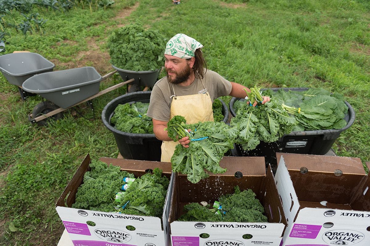 A man picks and preps fresh organic kale on the Trussoni family's organic farm in Wisconsin.