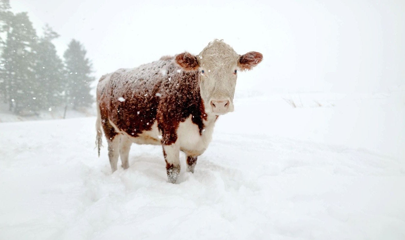 A cow stands in the snow at the Gretebeck farm in Wisconsin.