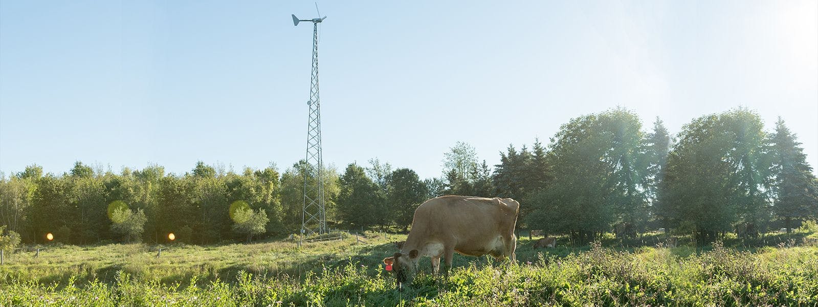 A windmill in the background and a cow grazing on the Webb's Organic Valley family farm in Vermont