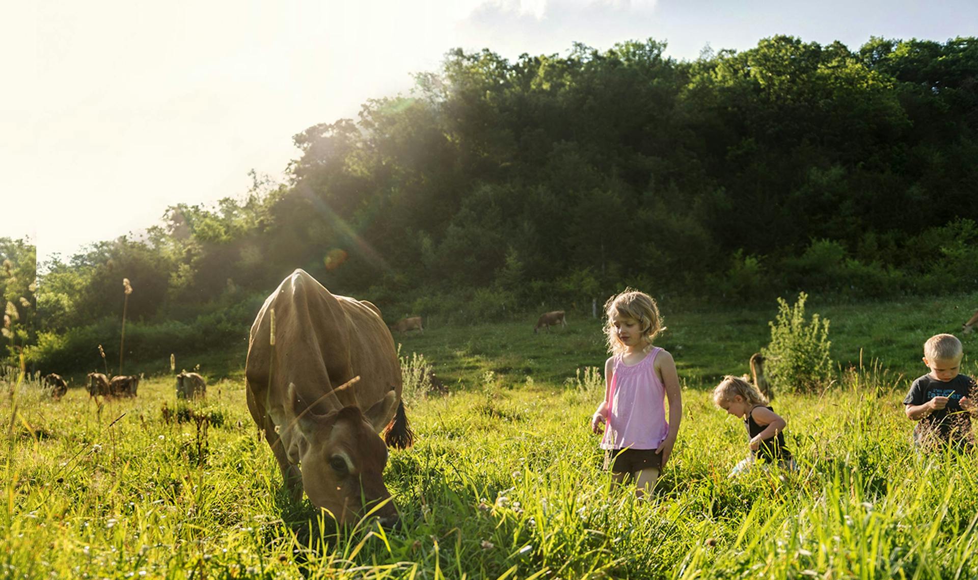 Three children playin gin the field next to a cow grazing.