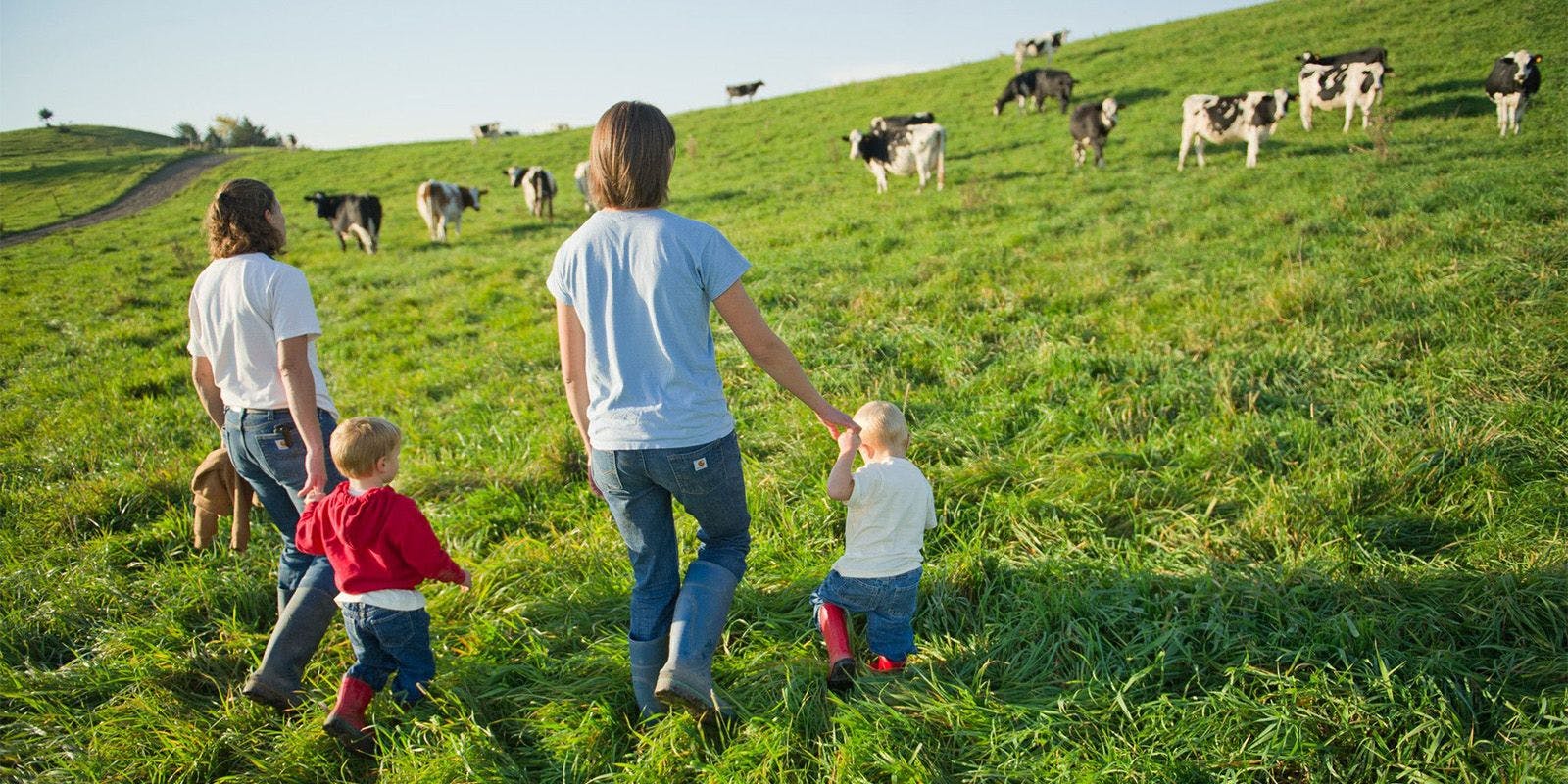 Two women hold hands with two toddler boys as they walk across a cow pasture on the Zweber family farm in Minnesota. 