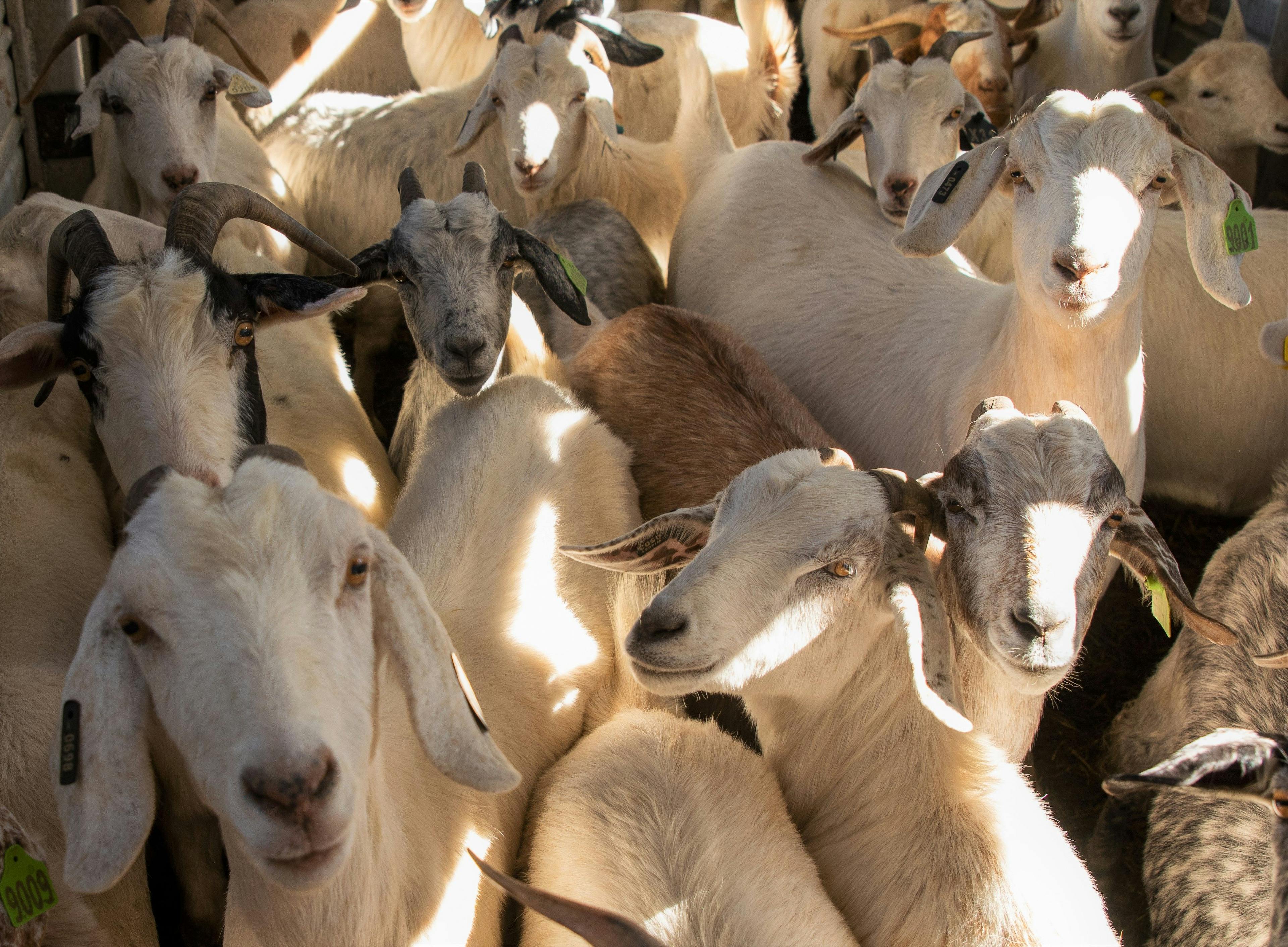 Dozens of goats are nibbling away invasive species at Organic Valley’s campus in Cashton, Wisconsin.