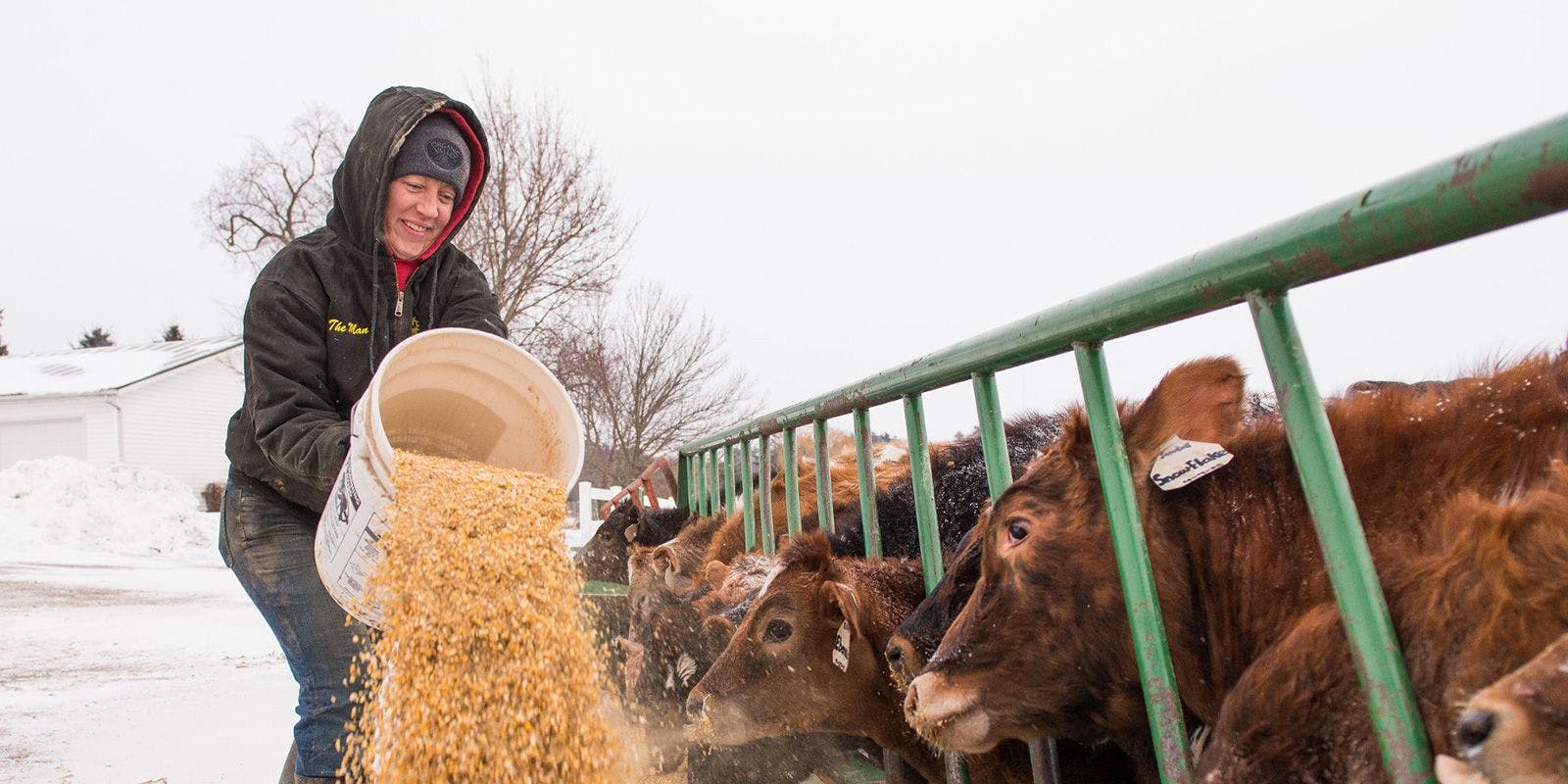Amy Koenig gives her cows a ration of corn for extra energy in the cold winter months.
