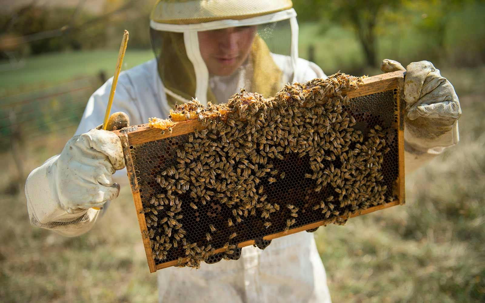 Honey bees on an Organic Valley family farm