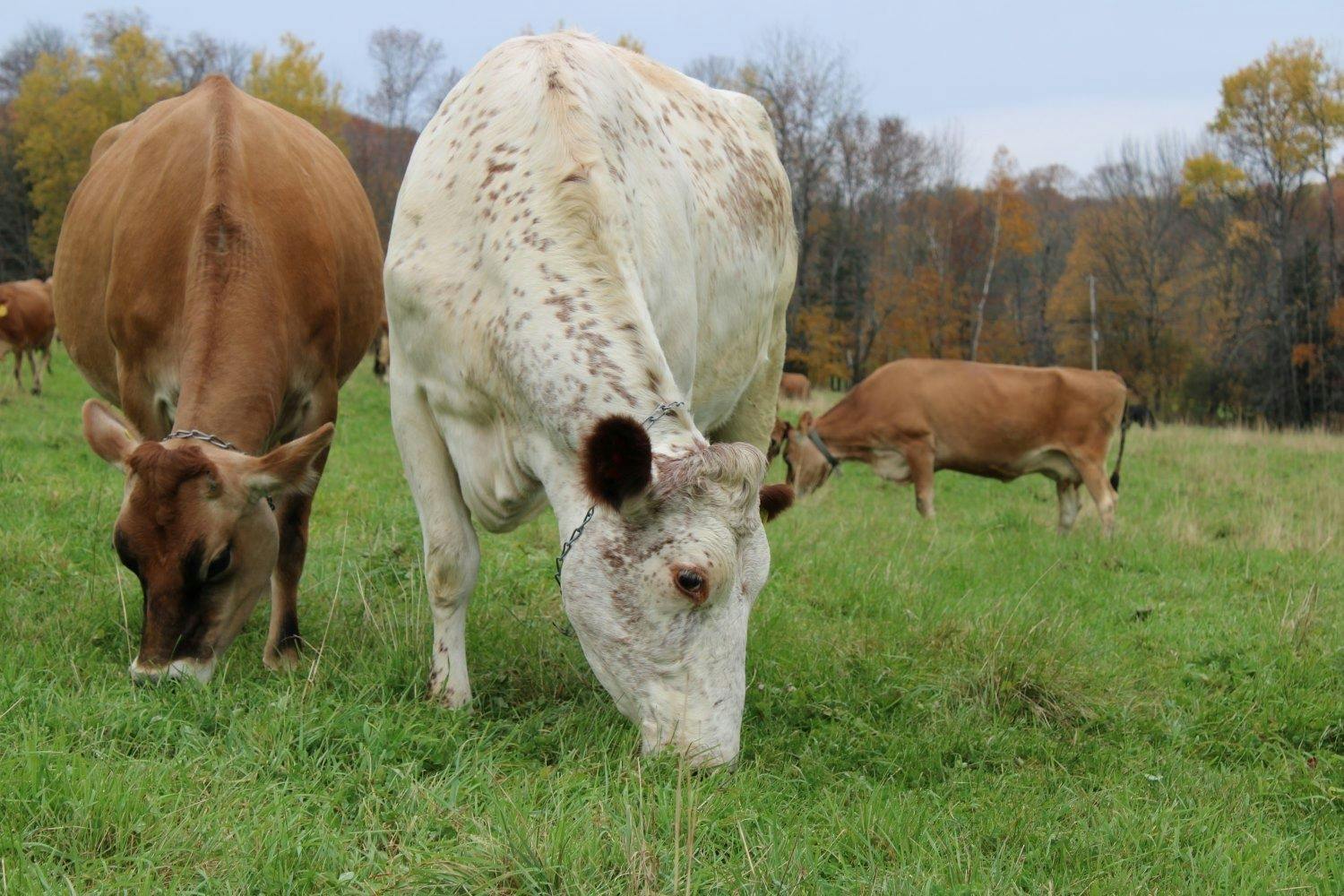 Cows eat grass on pasture at the Roberge organic farm in Vermont.
