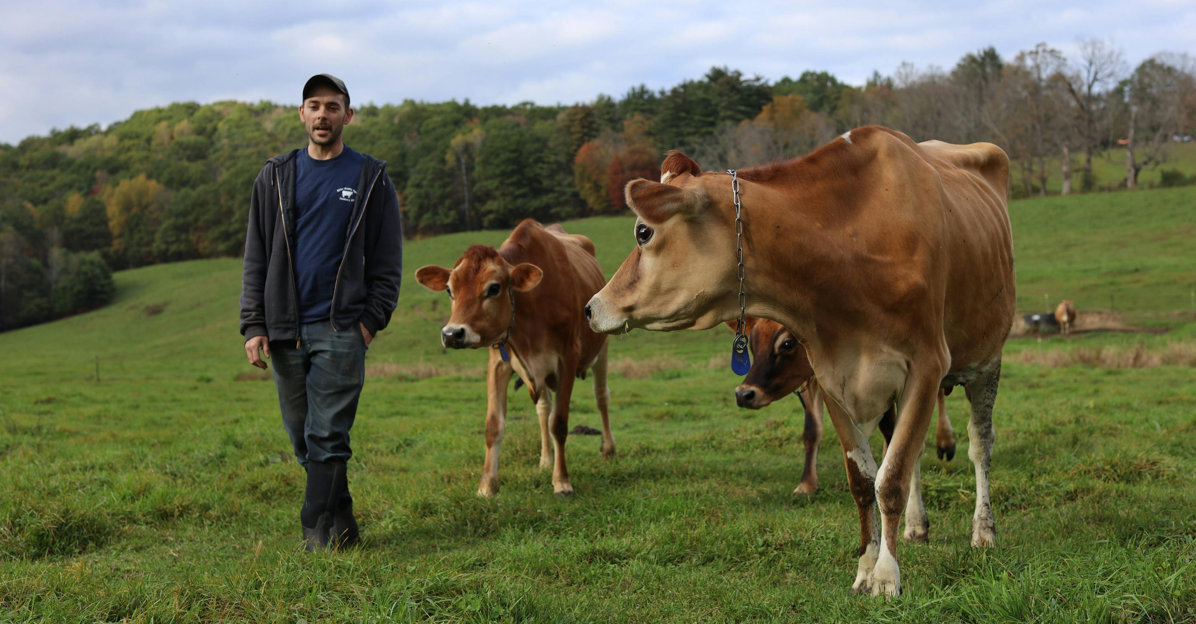 Jersey cows watch Kyle Leibold on his Vermont farm.