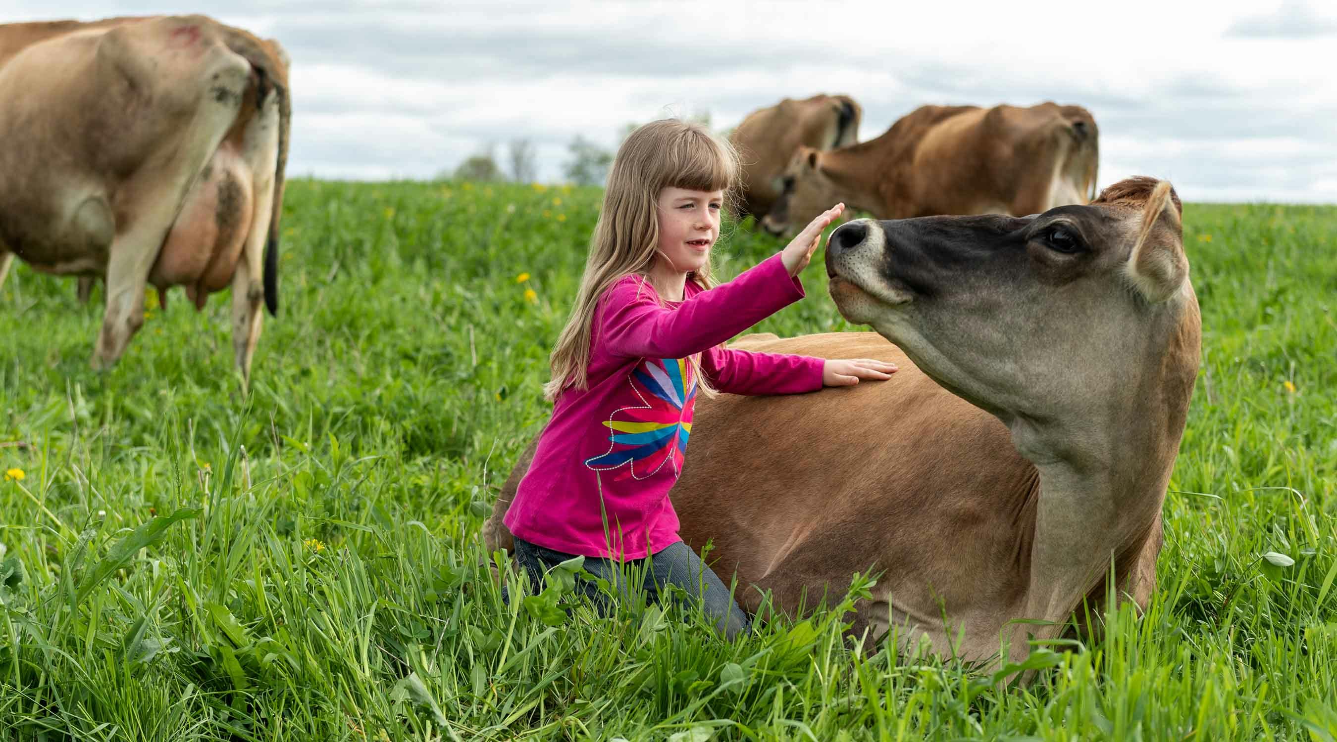 A cow and girl relax in a field at the Peake organic farm in Iowa