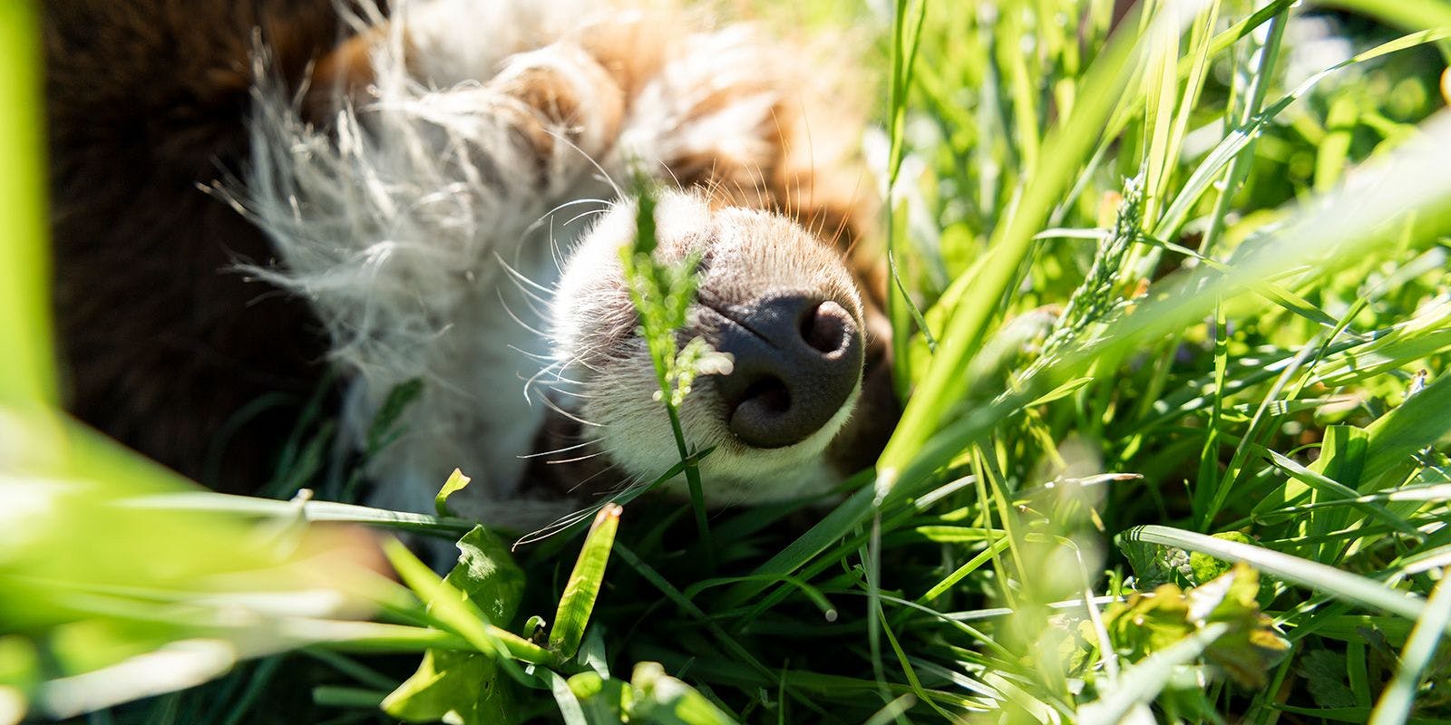 Puppy nose sticks up through the green grass.
