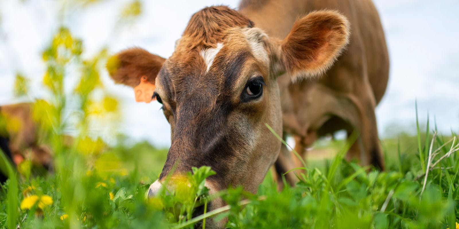 Cow grazes on green pasture on an Organic Valley farm in Iowa.
