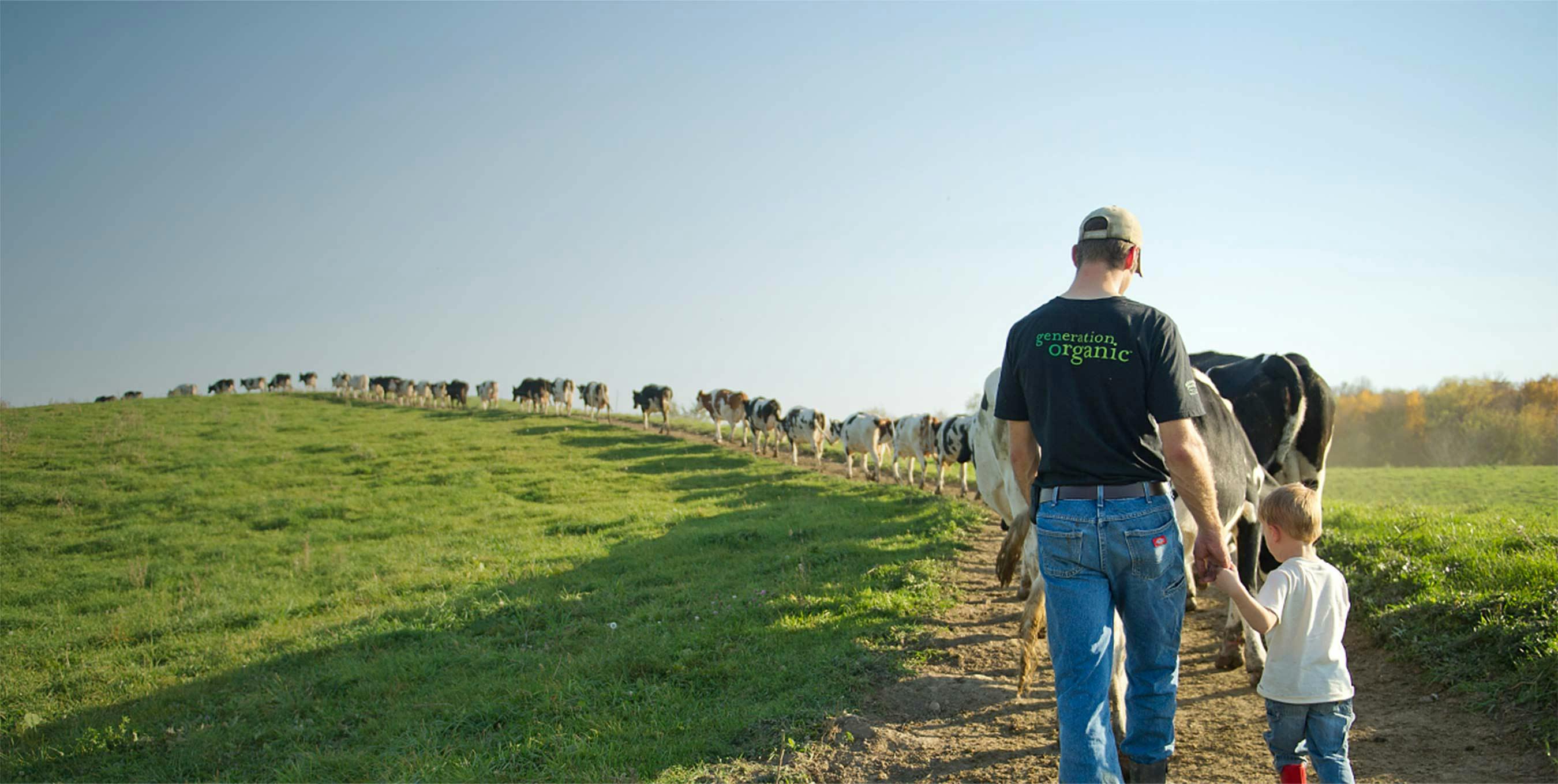 A farmer and his son walking a line of cows out to fresh pasture.