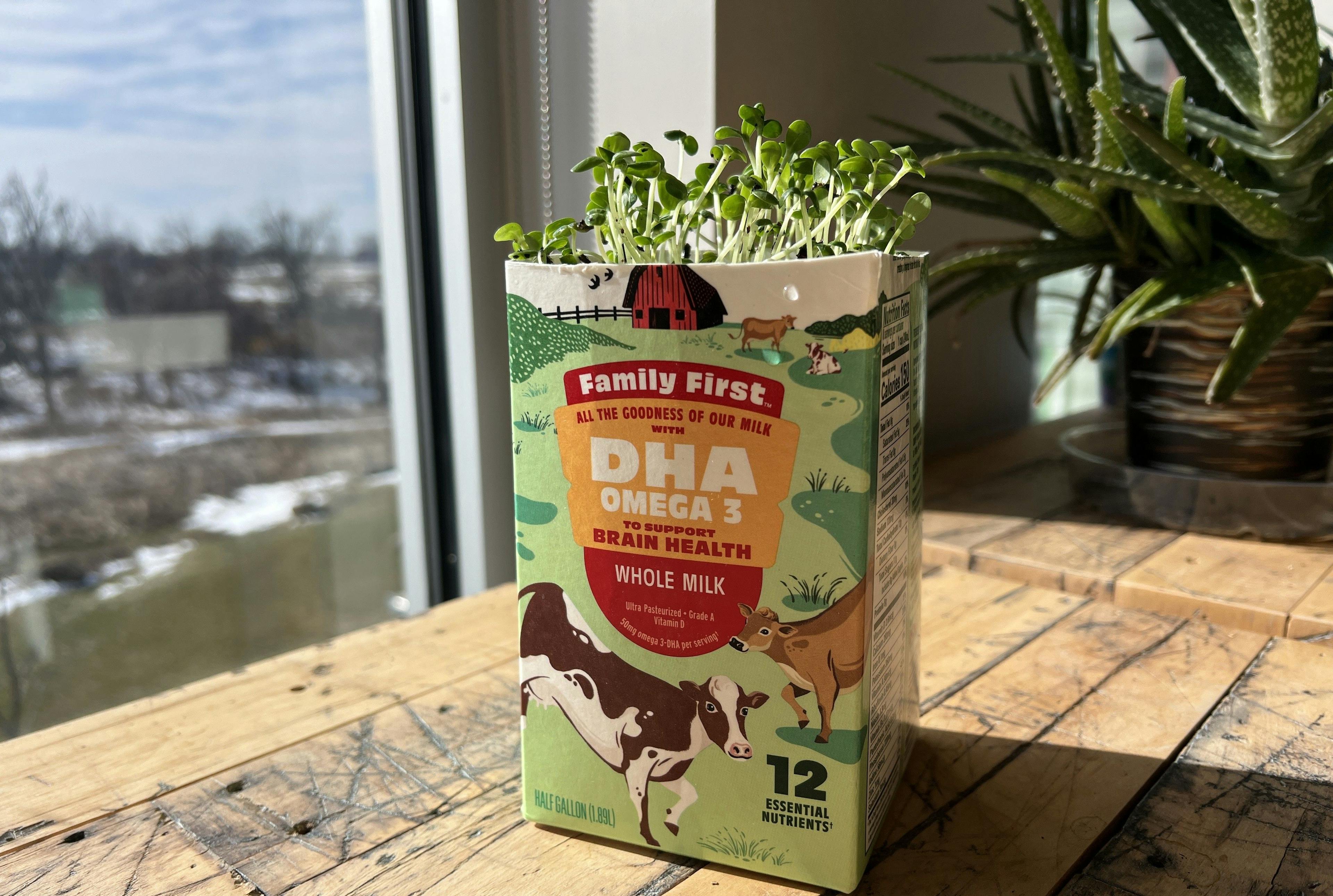 Organic Valley milk cartons make great seed starter with green sprouts growing.