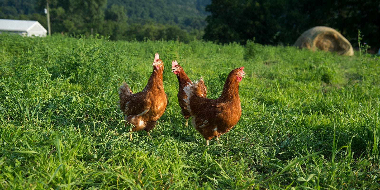 Chickens ranging in grass