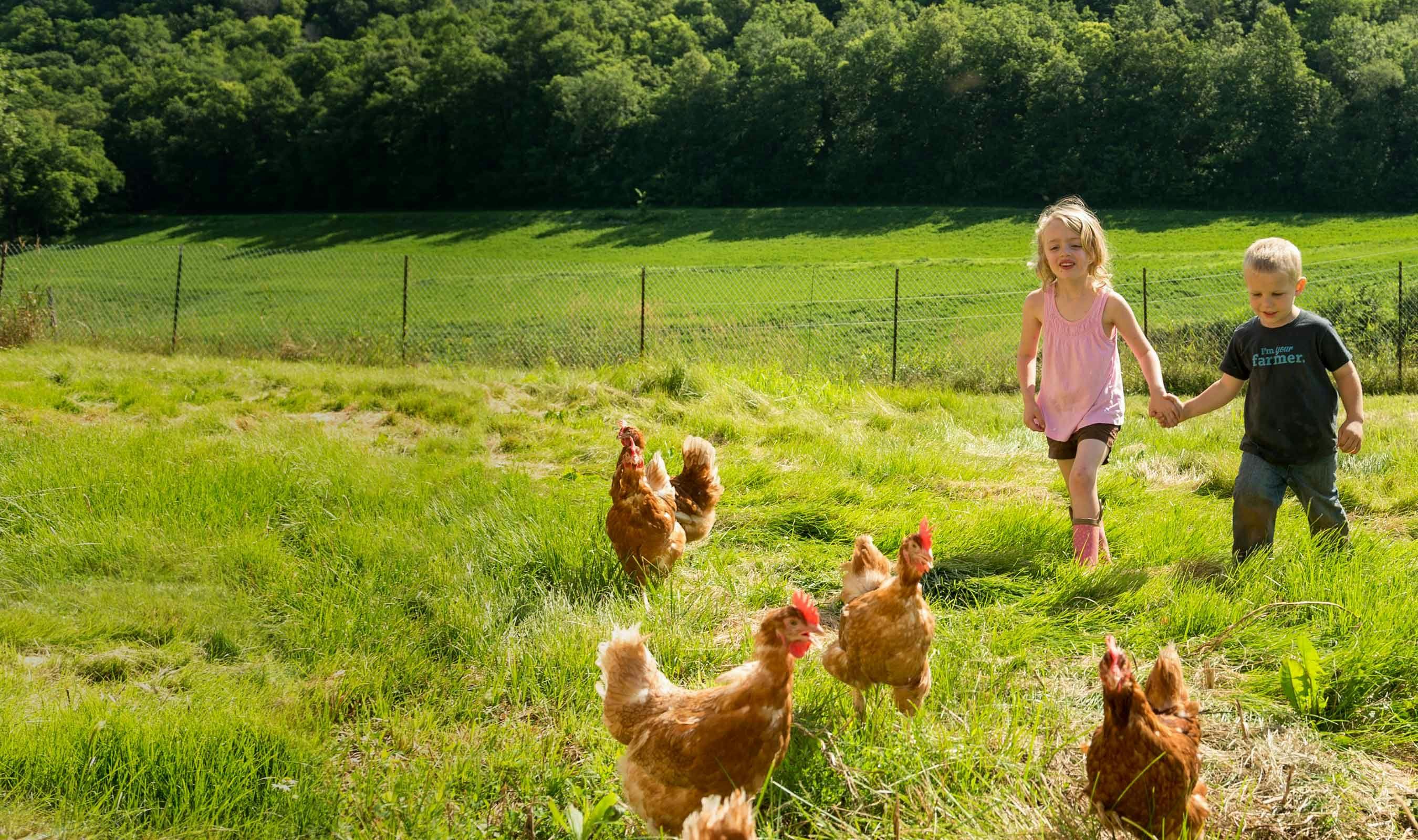 A young farm girl and boy walking in the pasture with chickens.
