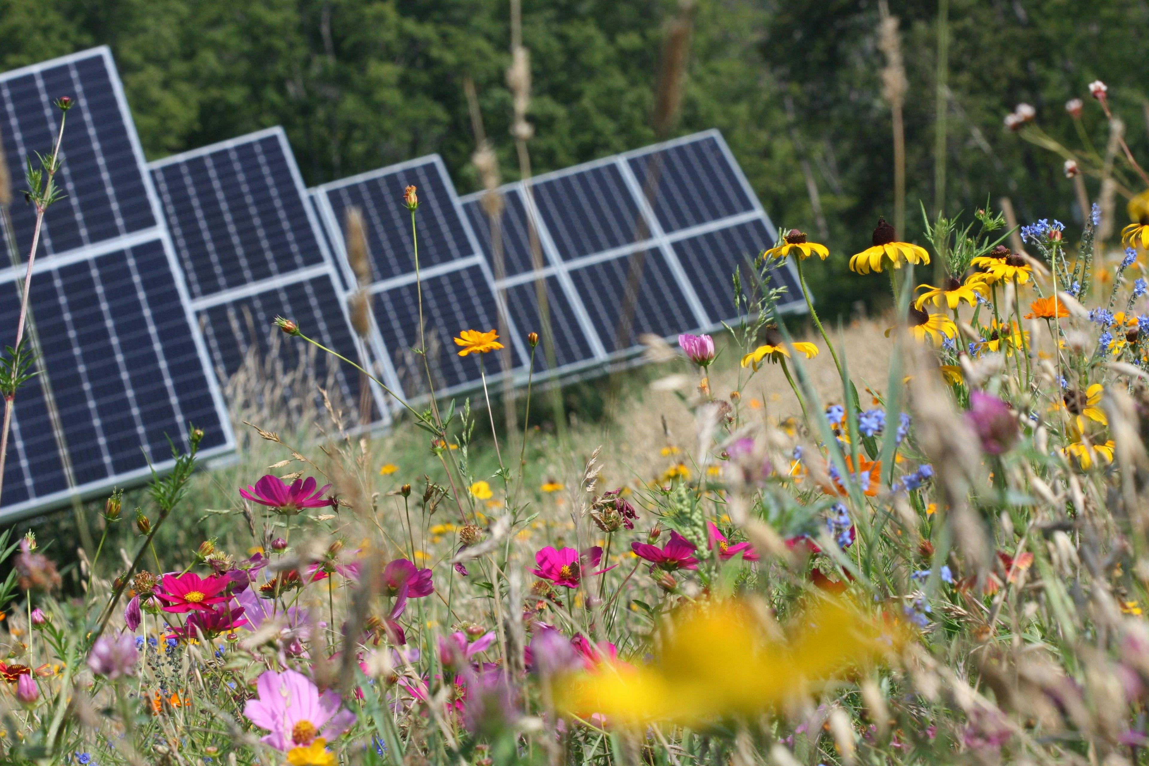 Wildflowers are shown in front of solar arrays in this Fresh Energy courtesy photo.