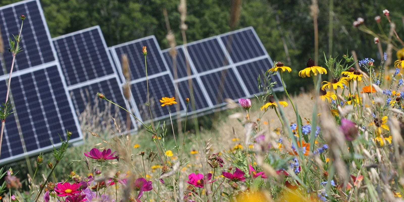 Colorful pollinator friendly flowers surround solar panels.