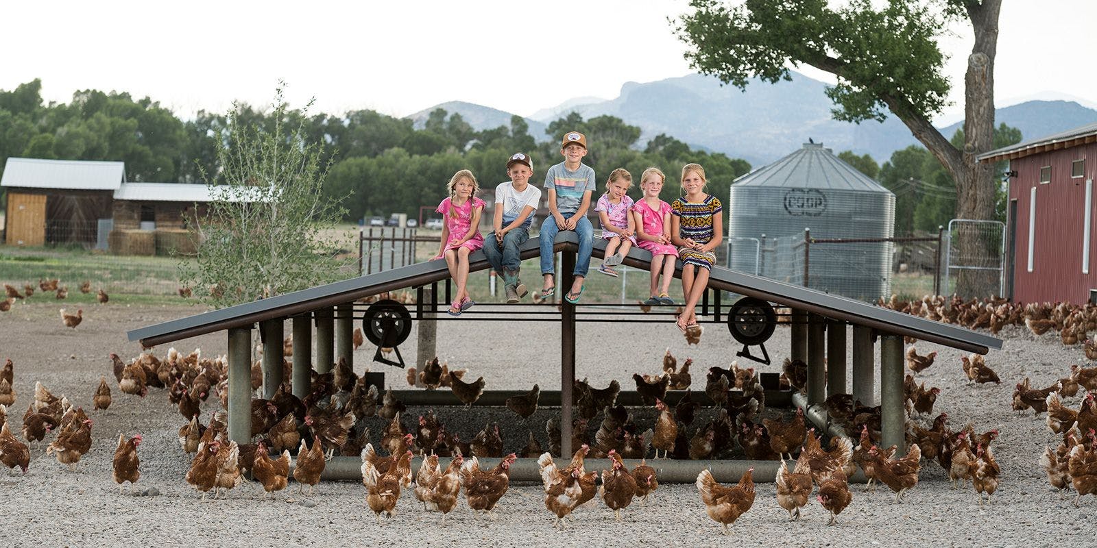 Five children sit on top of a chicken shelter while brown hens roam around them.