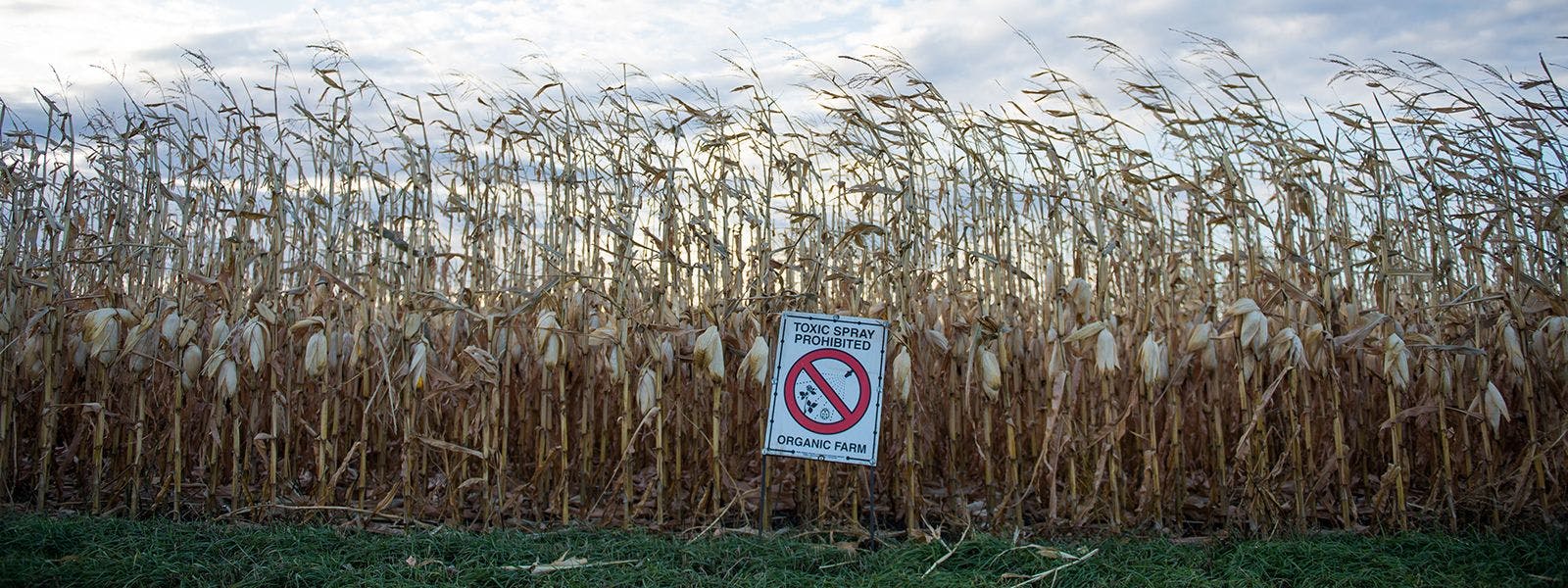 An organic corn field with a sign stating toxic spray prohibited.